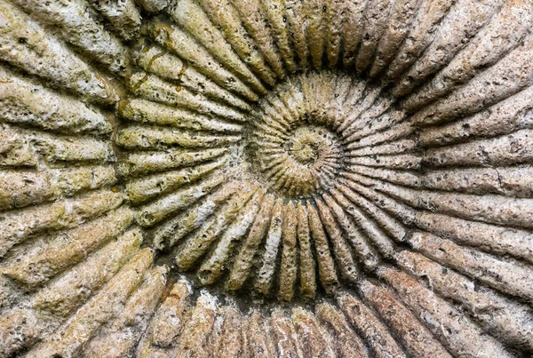 O fundo de amonita fóssil em uma pedra — Fotografia de Stock