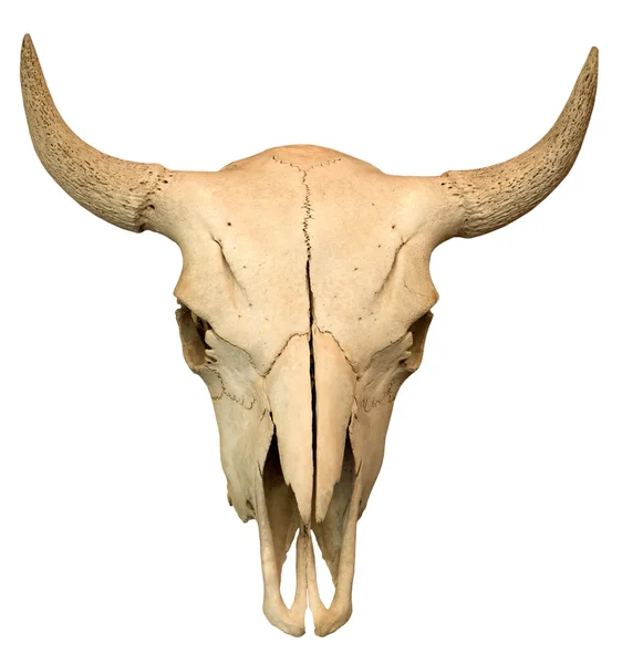 Crânio de vaca isolado sobre fundo branco — Fotografia de Stock