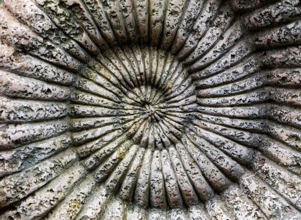 The background of  Fossil of Ammonite in stone — Stock Photo, Image