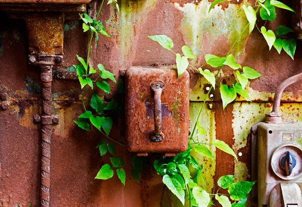 Old electrical panel on iron wall and leaves of ivy — Stock Photo, Image