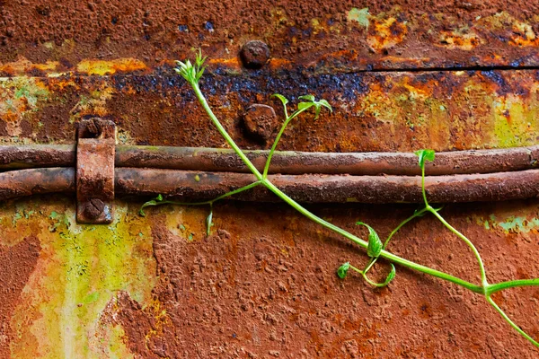 Viejo cable oxidado y hojas jóvenes de hiedra —  Fotos de Stock