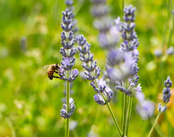 Méhek a levendula, a napfény — Stock Fotó