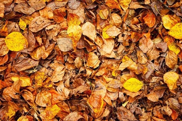 Autumn leaves background — Stock Photo, Image