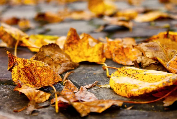 Autumn road — Stock Photo, Image