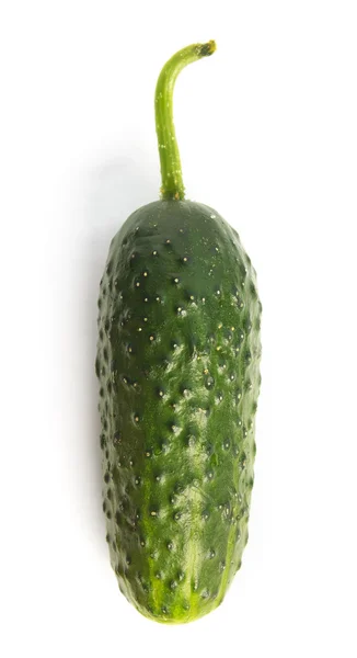 Pepino — Fotografia de Stock