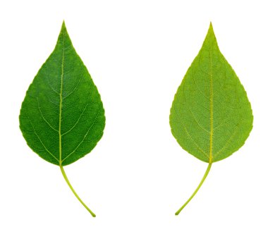 yeşil yaprak iki yüzü