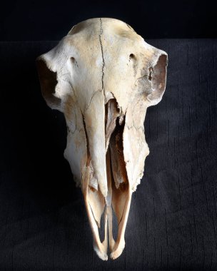close up portrait of a old dried sheep skull bones, isolated on dark studio background.  