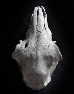 Karanlık stüdyo arka planında izole edilmiş kurumuş bir koyun kafatası kemiğinin portresi..  