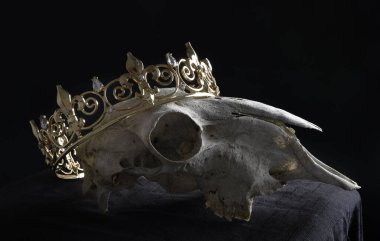 close up portrait of a old dried sheep skull bones, isolated on dark studio background.  