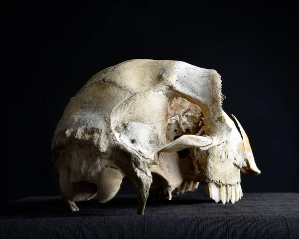 在黑暗的工作室背景下被隔离的老旧干羊颅骨的特写 — 图库照片