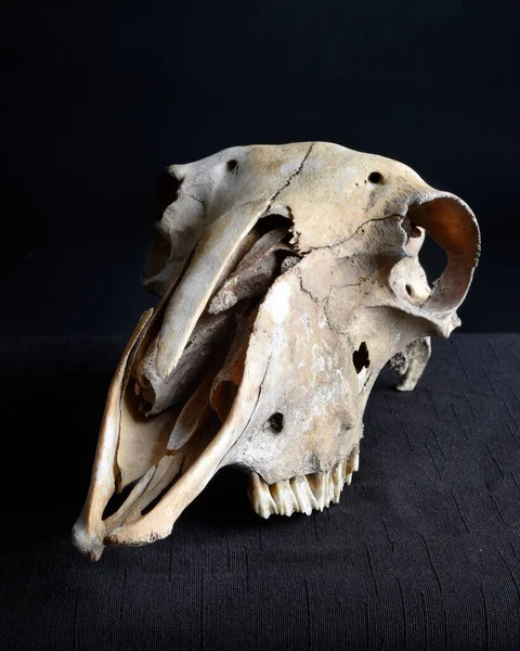 Közeli Portré Egy Régi Szárított Juh Koponya Csontok Elszigetelt Sötét — Stock Fotó