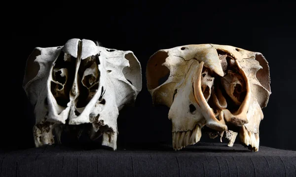Close Portrait Old Dried Sheep Skull Bones Isolated Dark Studio — Photo