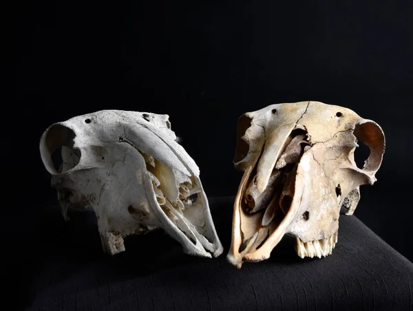 Primer Plano Retrato Viejo Huesos Cráneo Oveja Seca Aislado Sobre —  Fotos de Stock