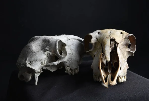 Close Portrait Old Dried Sheep Skull Bones Isolated Dark Studio — Stock Photo, Image