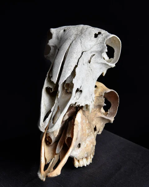 Primer Plano Retrato Viejo Huesos Cráneo Oveja Seca Aislado Sobre — Foto de Stock
