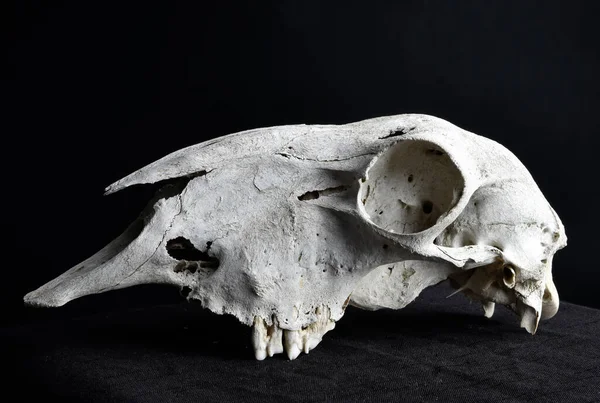 Közeli Portré Egy Régi Szárított Juh Koponya Csontok Elszigetelt Sötét — Stock Fotó