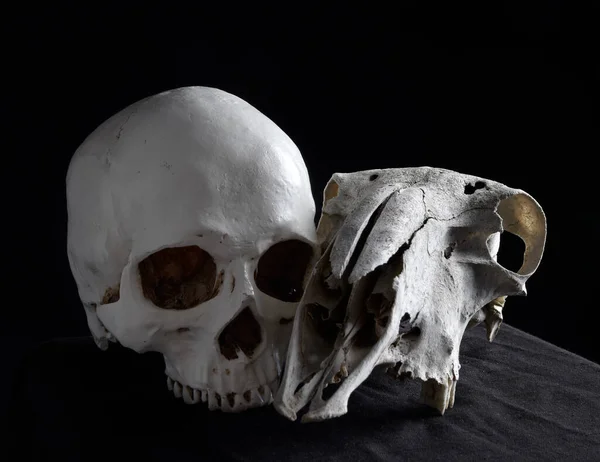 Close Portrait Old Dried Sheep Skull Bones Isolated Dark Studio — ストック写真