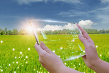 Akıllı tablet kullanan iş kadını, pirinç tarlaları üretim kontrolü, tarımsal ürün kontrol teknolojisi kavramı, tarım analizi için yapay zekayla gıda ve pazarlama, 5 g ağ
