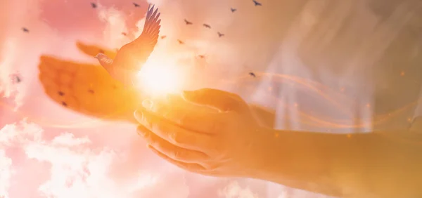 Жінка Молиться Вільною Пташкою Пронизує Світло Руками Жінками Які Піднімають — стокове фото