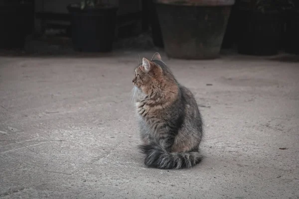 Lindo gris esponjoso rayado gato con ojos verdes sentado en el asfalto cerca de las plantas —  Fotos de Stock