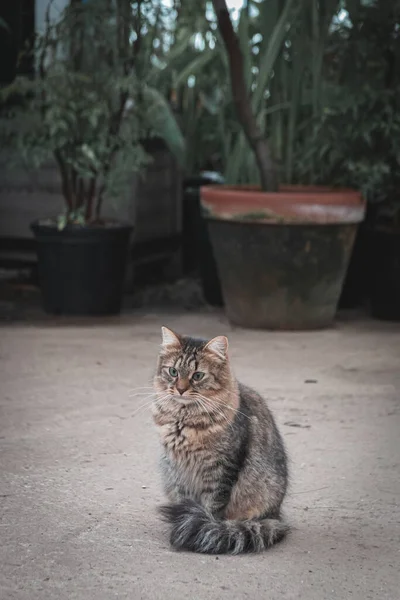 Gato listrado macio cinza bonito com olhos verdes sentados no asfalto perto de plantas — Fotografia de Stock