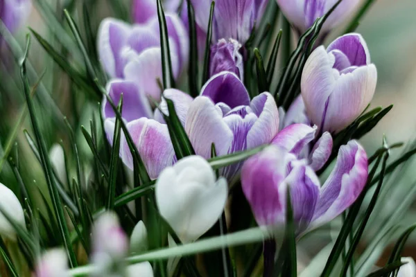 Couleur violette Crocus fleurs printanières dans un jardin. — Photo