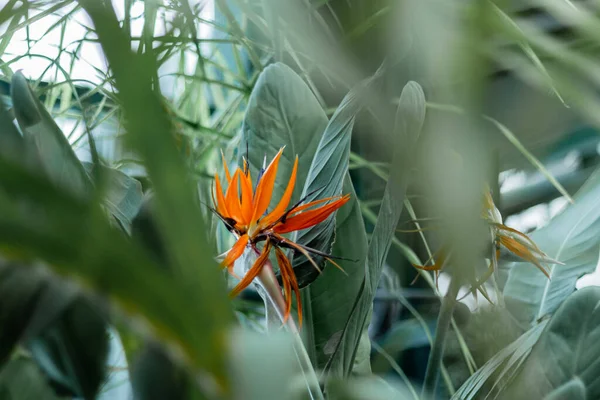 Fågel av paradisblomma eller strelitzia reginale på grön bakgrund med palmblad. Exotiska tropiska trädgårdsväxter. blomma närbild — Stockfoto