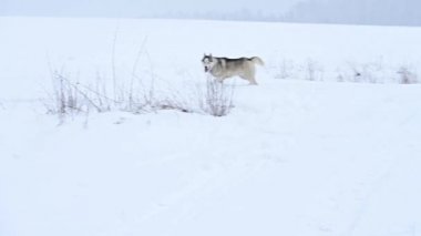 Ormandaki Husky karda koşuyor, köpeğin ağır çekimde, ormanda bir kış yürüyüşü. Genç gri bir kurt vahşi doğada avlanır..