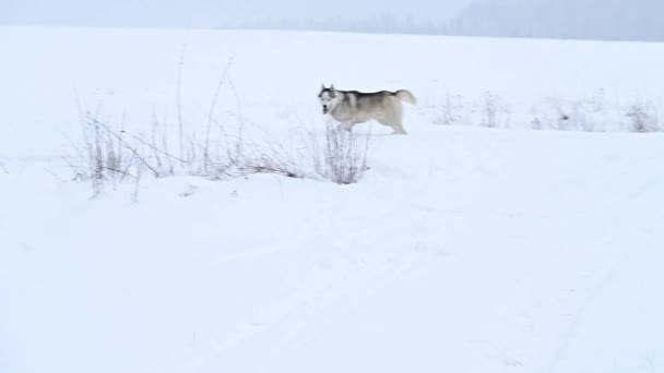 Husky en el bosque corriendo a través de la nieve, cámara lenta del perro, un paseo de invierno en el bosque. Un joven lobo gris caza en la naturaleza. — Vídeos de Stock