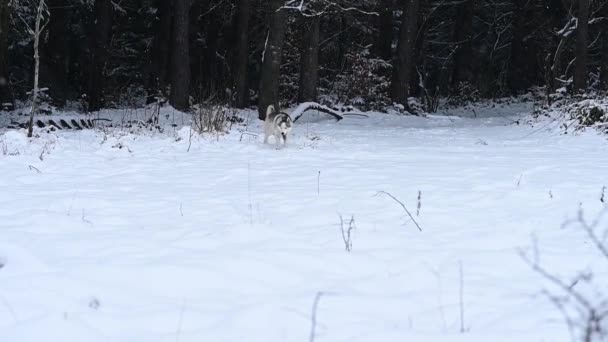 Husky im Wald, der durch den Schnee rennt, Zeitlupe des Hundes, ein Winterspaziergang im Wald. — Stockvideo