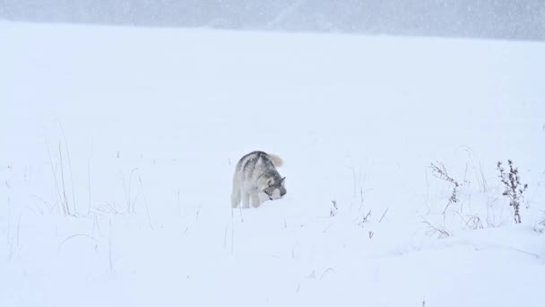 겨울 숲 과 개 산책, 숲 속의 맹도견, 늑대 가족 및 경치. — 비디오