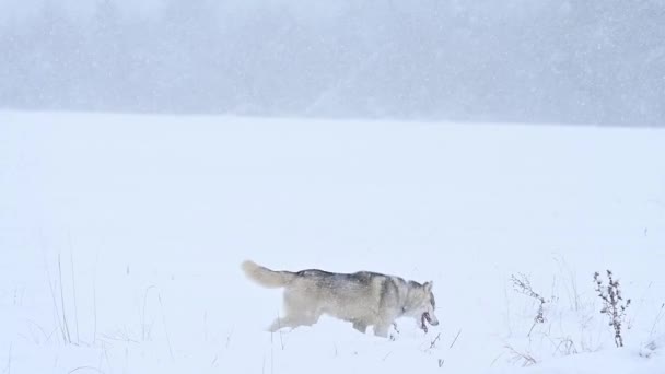 Bosque de invierno y paseo de perros, perro depredador en el bosque, familia de lobos y vista. — Vídeo de stock