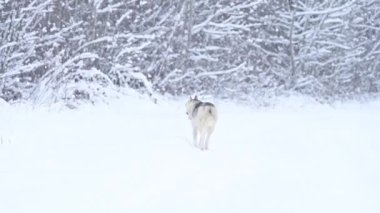 Sibirya Husky 'si, ormanda yalnız kurt avcısı gibi yürüyor, kış ve kış hayvanı avlıyor..