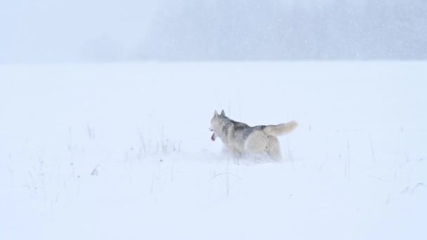Zimowy las i spacer psów, pies drapieżnik w lesie, rodzina wilków i widok. — Wideo stockowe