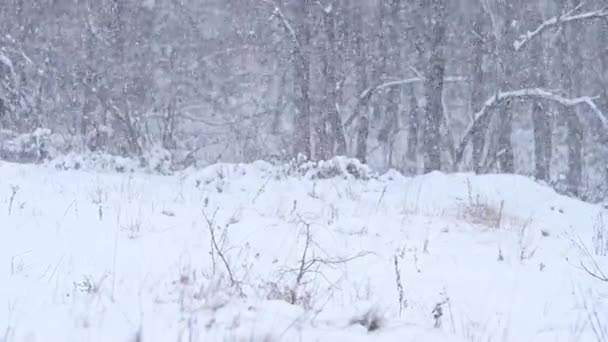 Téli erdő és kutya séta, ragadozó kutya az erdőben, farkas család és kilátás. — Stock videók