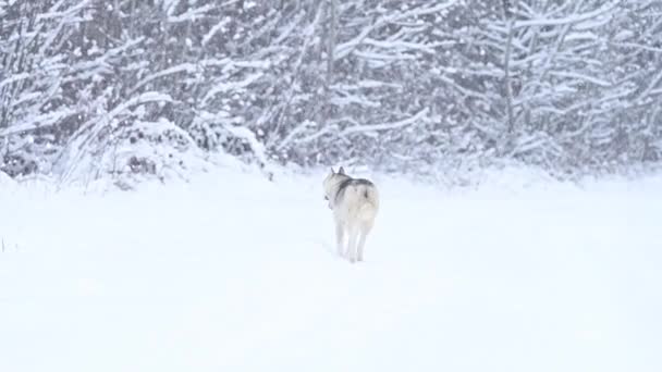 Husky siberiano, camina en el bosque como un depredador lobo solitario, caza de animales de invierno y de invierno. — Vídeos de Stock