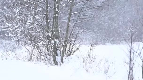 Syberyjski Husky, spaceruje po lesie jak samotny wilk drapieżnik, zimowy i zimowy polowanie na zwierzęta. — Wideo stockowe