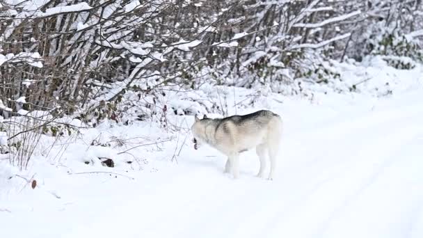 Husky in het bos door de sneeuw, slow motion van de hond, een winterwandeling in het bos. Een jonge grijze wolf jaagt in het wild. — Stockvideo