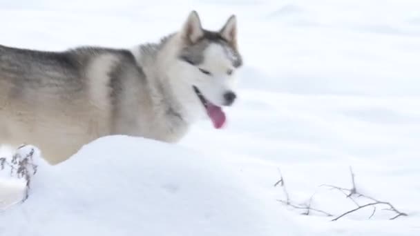 Köpek, ormanda av arayan bir kurt gibidir. Koku duyusunu vahşi hayvan izlerini aramak için kullanır.. — Stok video