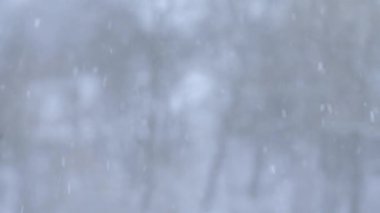 Harika bir kış sabahı, kar yağışı ve hafif bir esinti, doğa gözlemi.