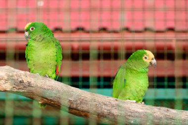 Hayvanat bahçesindeki Amazon Venezuela papağanı, akıllı ve renkli kuş, yeşil papağan.