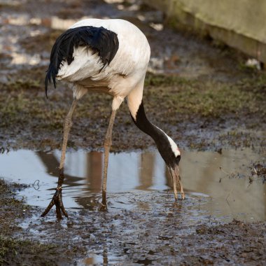 Hayvanat bahçesinde Japon vinci, esaret altında bir kuş, renkli bir kuş, bir kuş ve bir gölet..