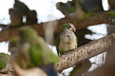 Hayvanat bahçesi kafeslerindeki papağan, renkli ve komik kuşlar, sıcak seven kuşlar. yeni