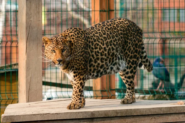 Spotted African Geopard Wild Big Pussy Zoo Slave Zoo — стоковое фото