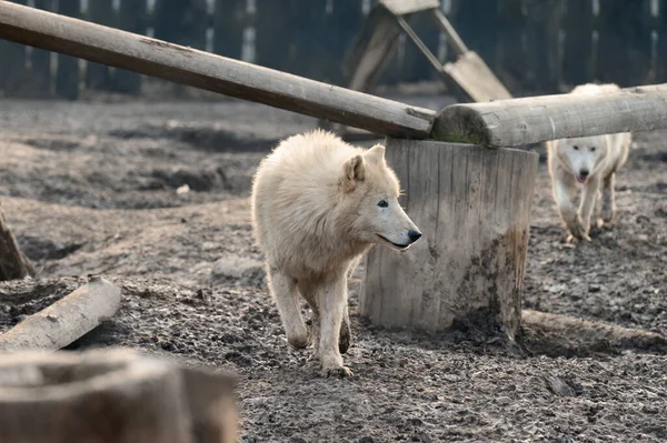 Állatvilág Egy Állatkertben Fehér Ragadozó Farkasok Állatkertek Ukrajna — Stock Fotó
