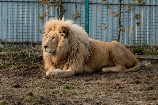 Rare Endangered Species White Lions Zoo Animal Life King — Stock Photo, Image