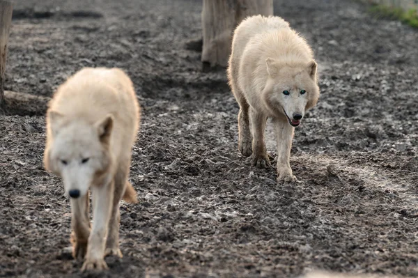 Vida Animal Zoológico Lobos Brancos Predadores Zoológicos Ucrânia — Fotografia de Stock