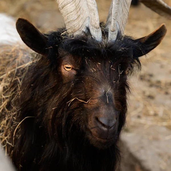 Cabra Galesa Con Cuernos Grandes Afilados Zoológico Con Animales Inusuales —  Fotos de Stock