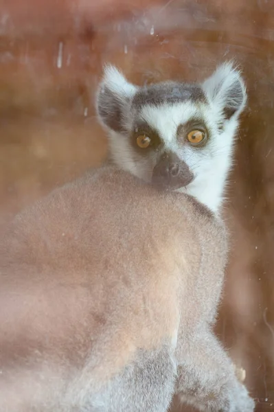 Lemur Mit Einem Strengen Und Beängstigenden Blick Ein Primat Zoo — Stockfoto