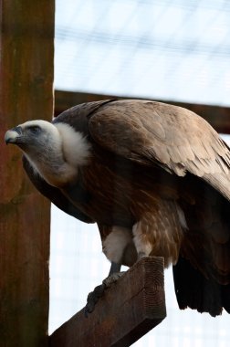 Griffon vahşi ve yırtıcı bir kuştur. Hayvanat bahçesindeki bir griffin kuşudur. yeni